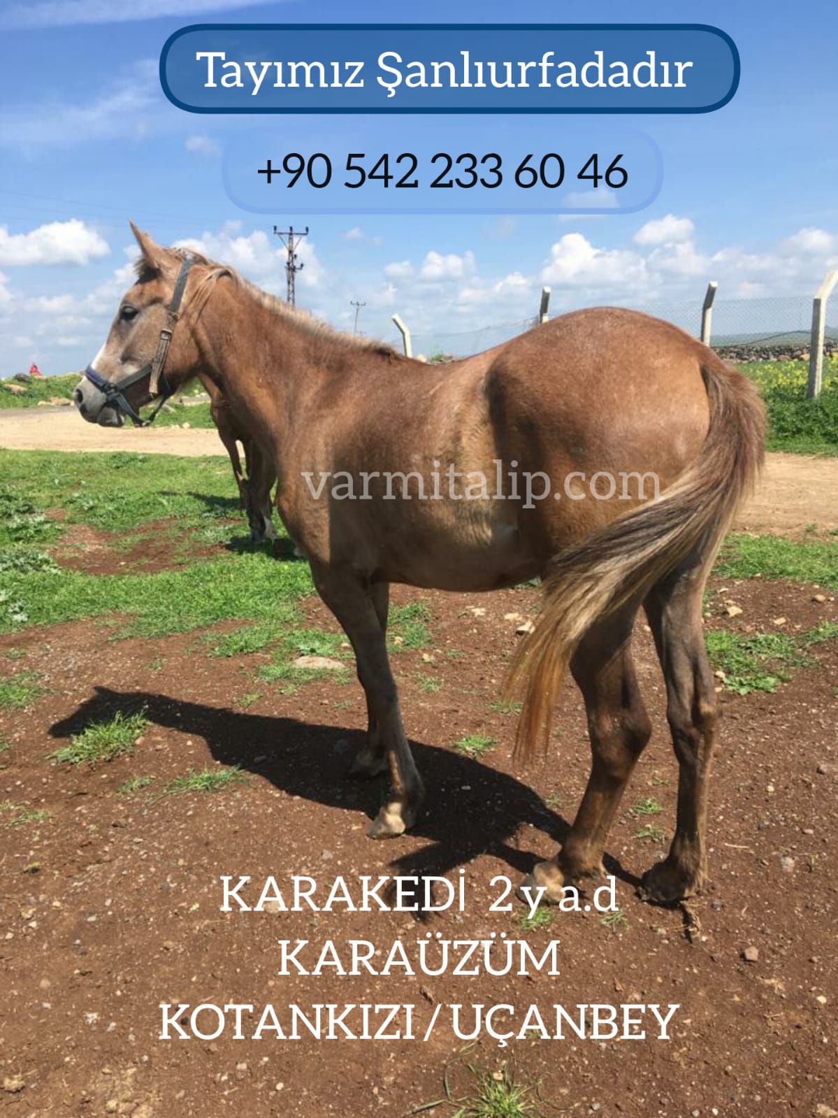 2 BUÇUKLU KARAÜZÜM DİŞİ TAYI,Anne:KOTANKIZI